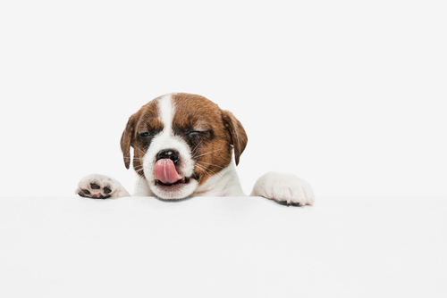 Multisensory marketing Lidah 