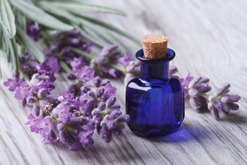 Tren Warna 2023 Lavender