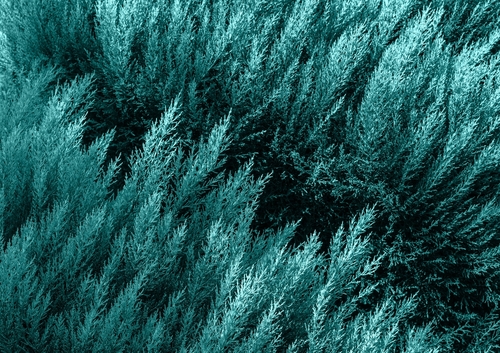 Warna Verdigris