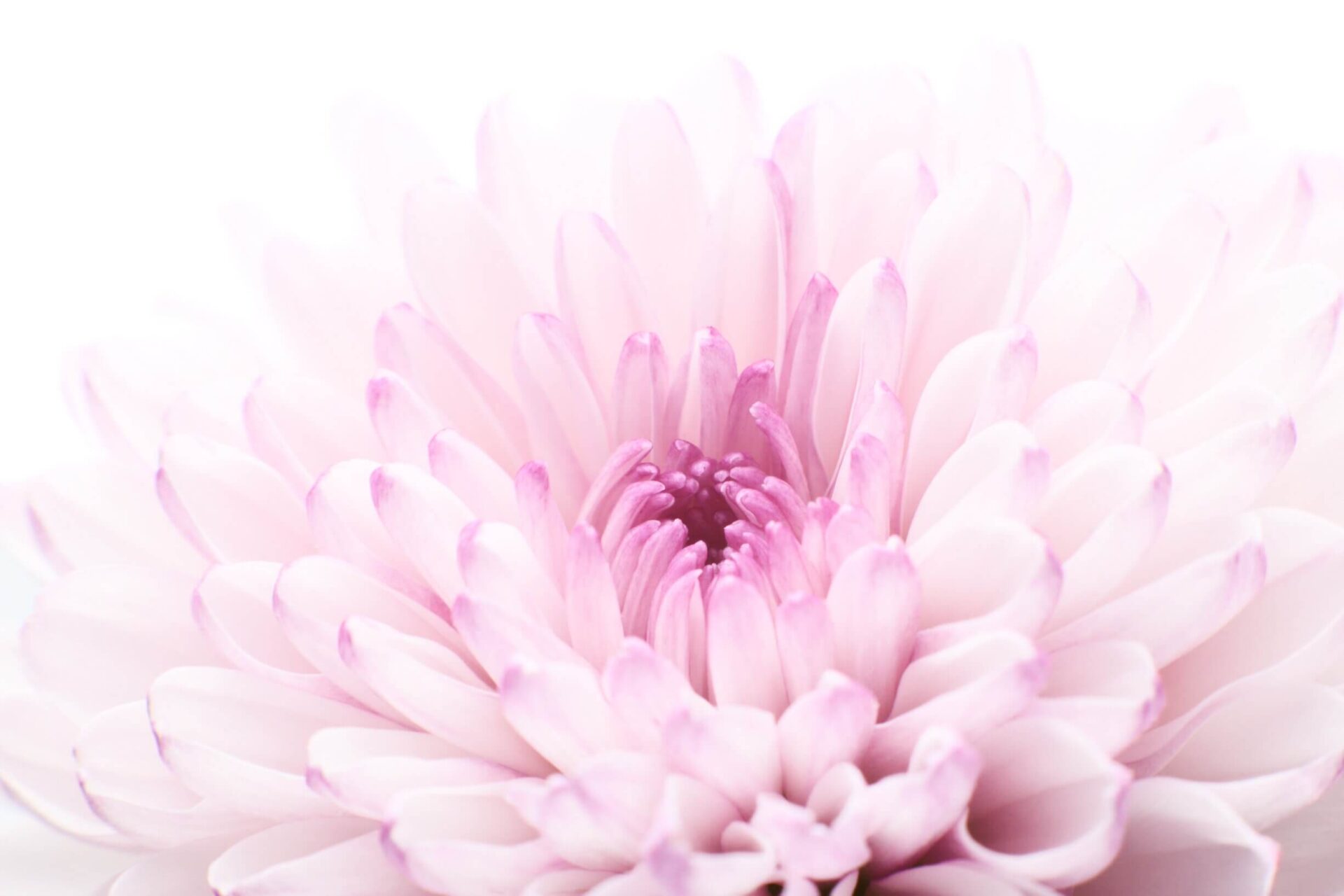 fotografi mikro makro